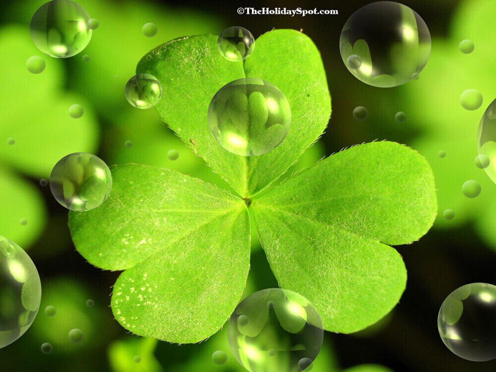 photo of a clover with water droplet