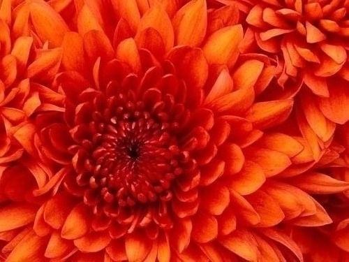 Close up of a Chrysanthemum flower